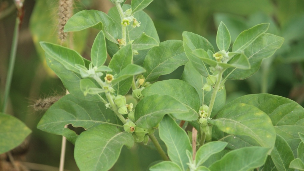 Ashwagandha Benefits: The Honest&nbsp;Evidence