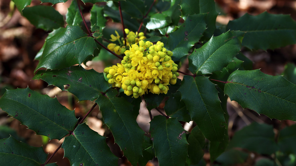 Berberine Benefits: The Real Science vs. the Hype
