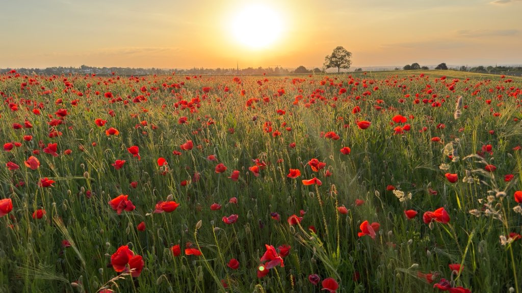 Morning Light: The Free Circadian Reset