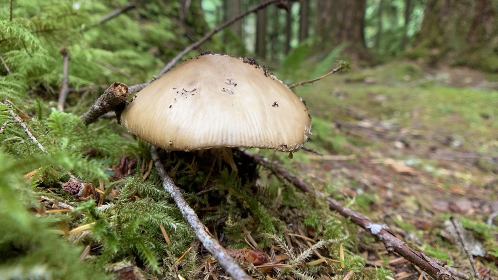 Psilocybin and Alzheimer’s: One Striking&nbsp;Case