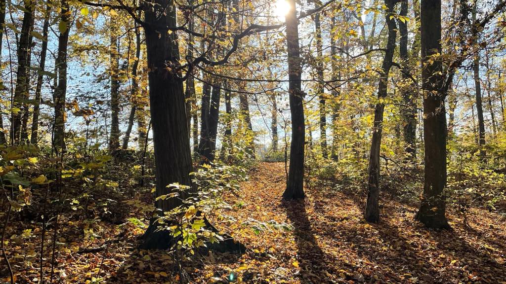 Walking for Longevity: Why 7,000 Steps Beats 10,000