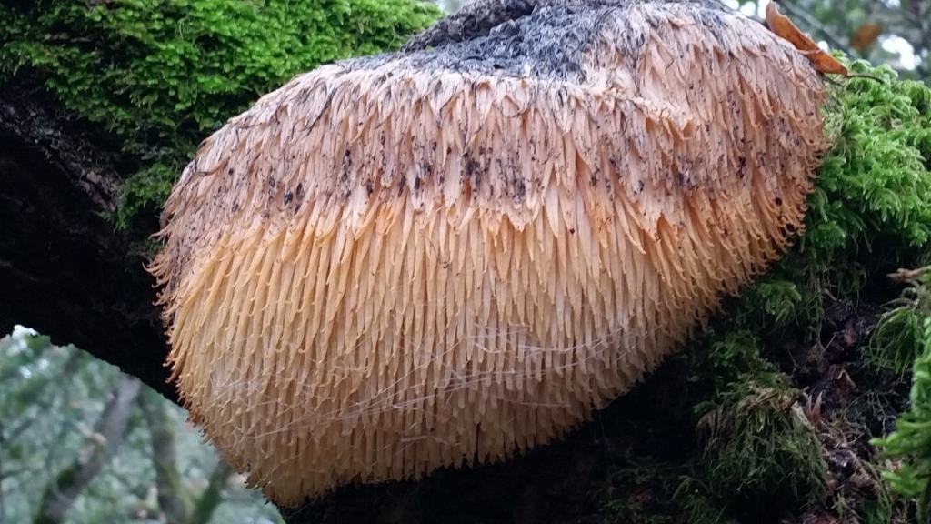Lion’s Mane Mushroom for Memory: What the Trials Show