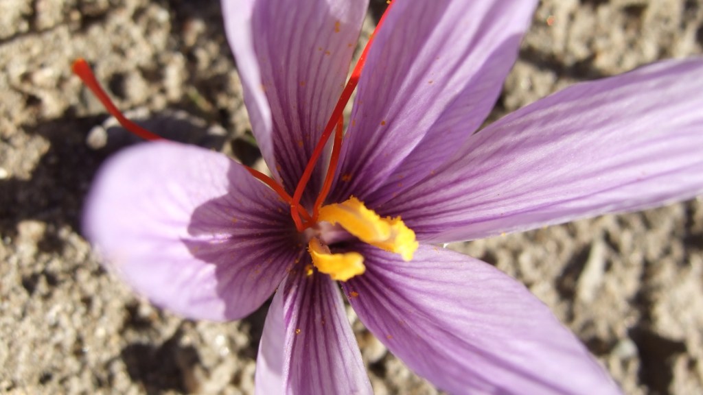 Saffron for Depression: Does It Match an&nbsp;SSRI?