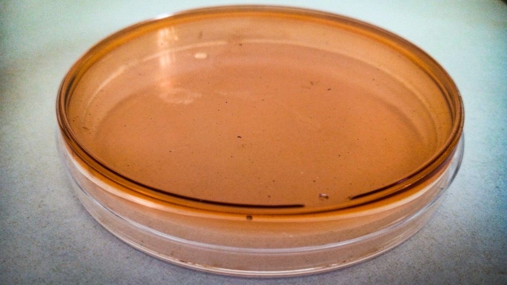 Akkermansia Muciniphila Supplement: What Two Trials&nbsp;Show