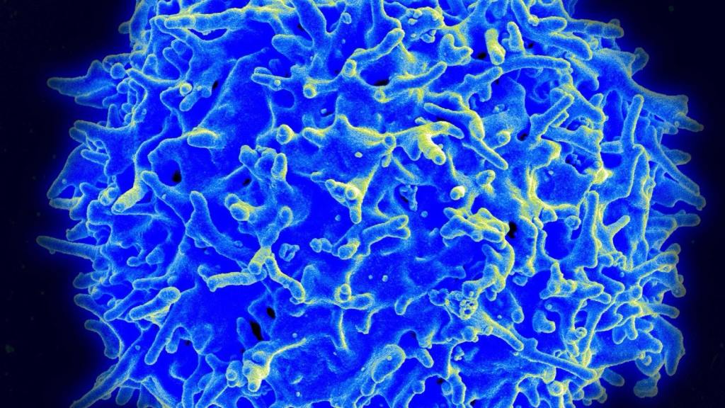 Thymosin Alpha-1 and TB-500: What the Evidence&nbsp;Shows