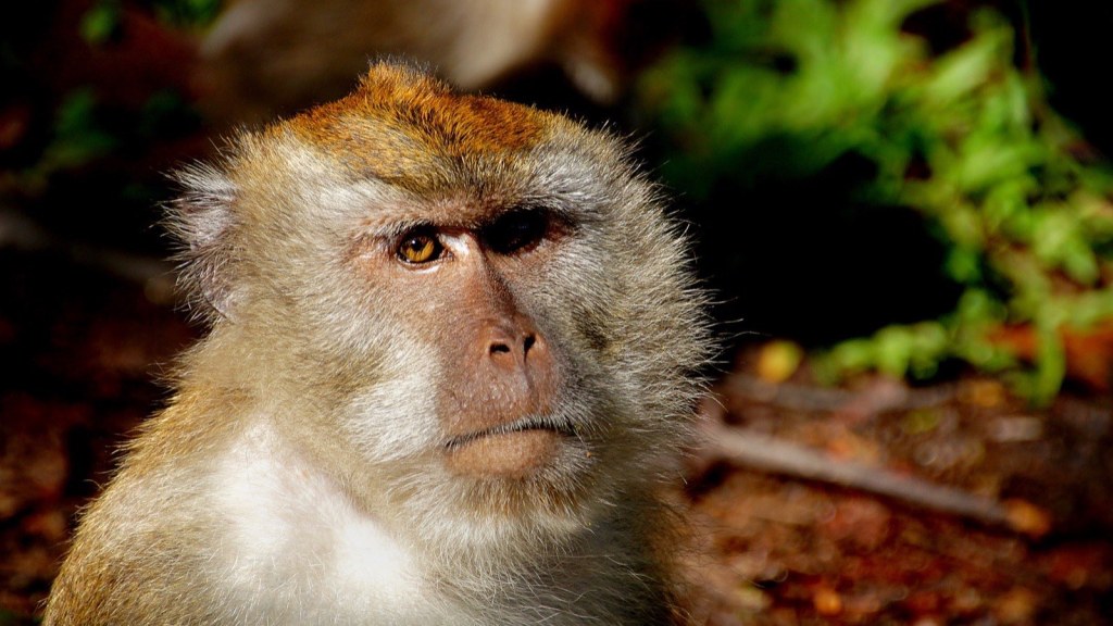 Klotho Longevity: One Monkey Study, No Human&nbsp;Data