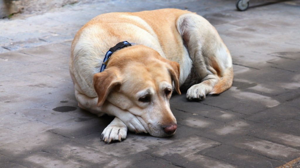 Dog Longevity Drug LOY-002: What the Evidence&nbsp;Shows
